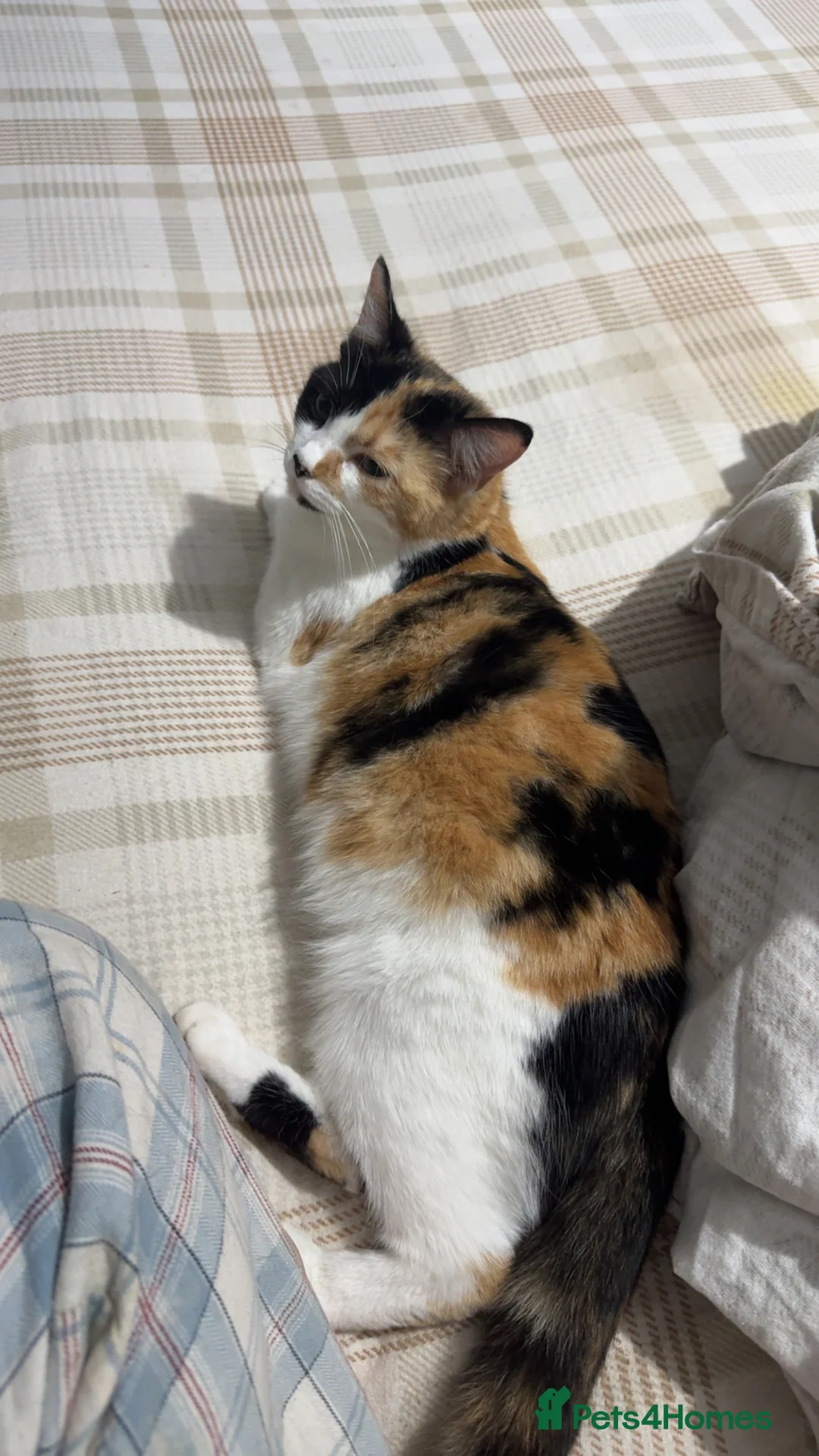 Domestic Shorthair cats for sale: Kittens ready for homes💗 in Loughborough - Advert 2