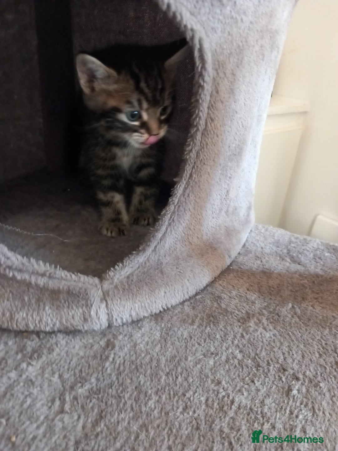 British Shorthair cats for sale: Stunning, Cheeky, Mischievous Kittens for Sale. - Image 9