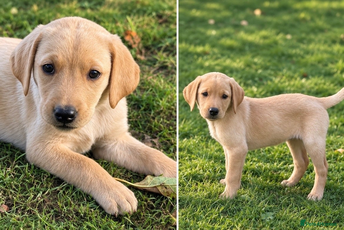 Labrador Retriever dogs Red/Dark Gold Labrador Puppies - Advert 13