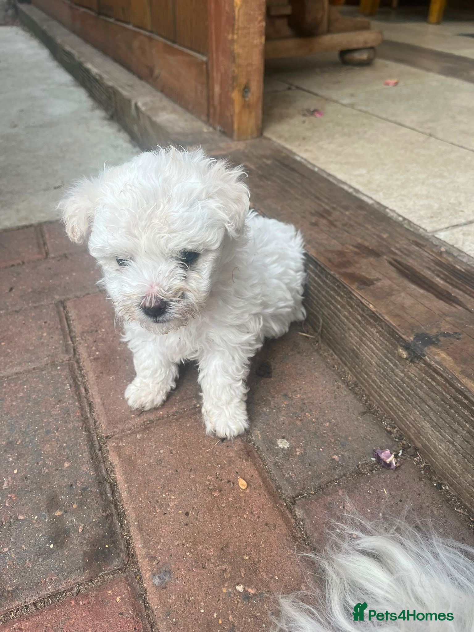 Mixed Breed dogs Bichone Frise 3 boys one girl  - Advert 1