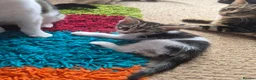 Mixed Breed cats for sale: Kittens - Advert 35