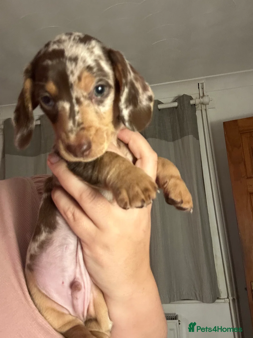 Miniature Dachshund dogs for sale: 2 stunning miniature dachshunds 🔆 - Advert 9