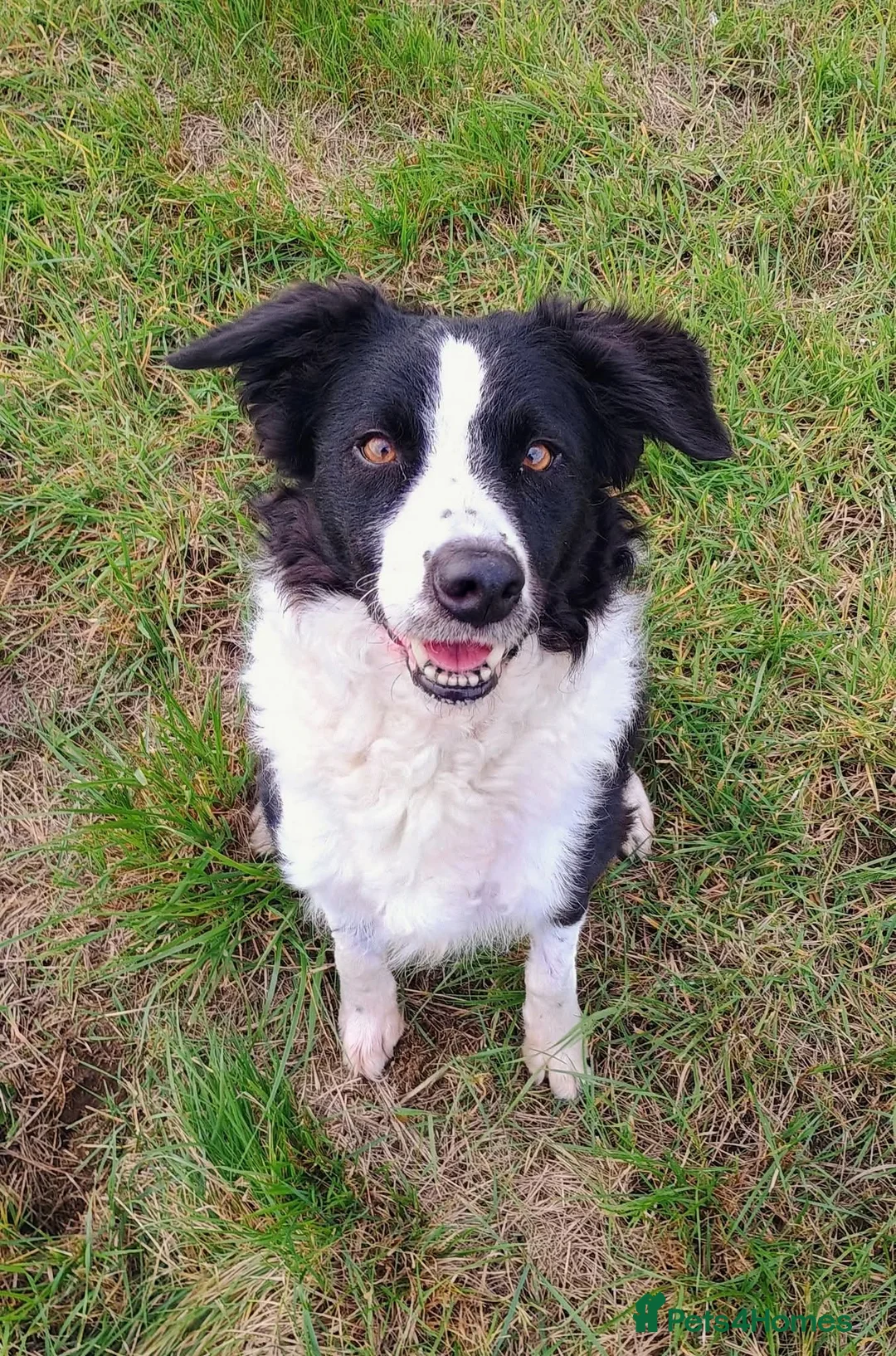 Border Collie dogs for sale: 5 year old Border Collie Female  - Advert 2