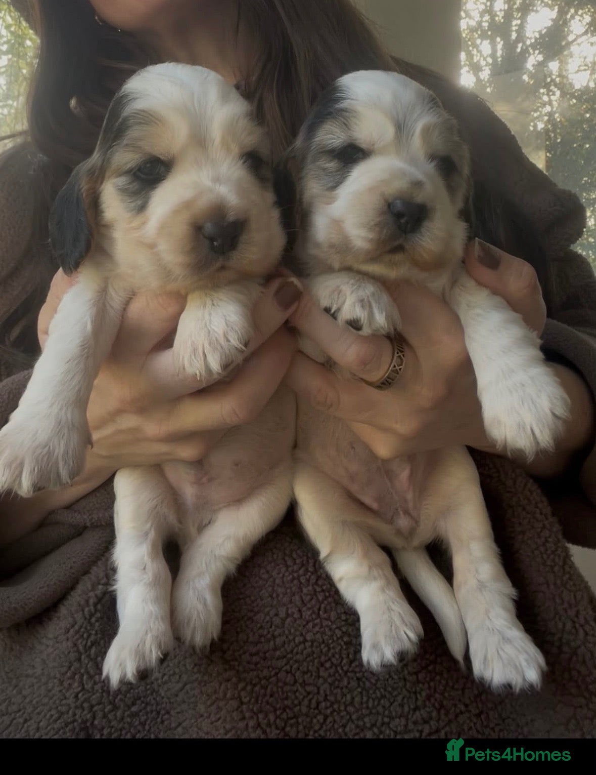 Cocker Spaniel dogs 🤎 KC show cocker spaniels 🤎 - Advert 1