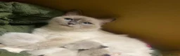 Ragdoll cats for sale: Ragdoll Kittens - Advert 2