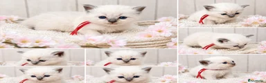 Blue Point Mitted Male - Red Collar 