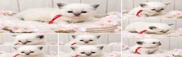 Ragdoll cats for sale: Blue Point and Mink Ragdolls  - Advert 2