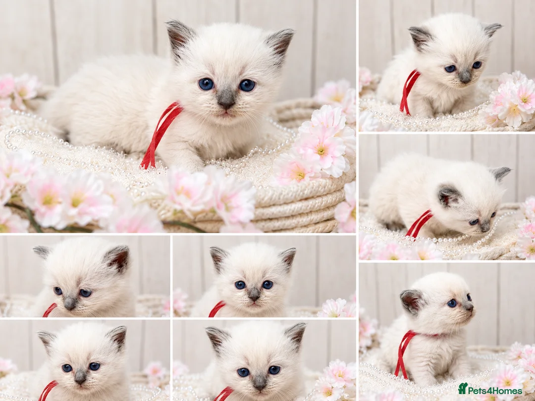 Ragdoll cats for sale: Blue Point and Mink Ragdolls  - Advert 2