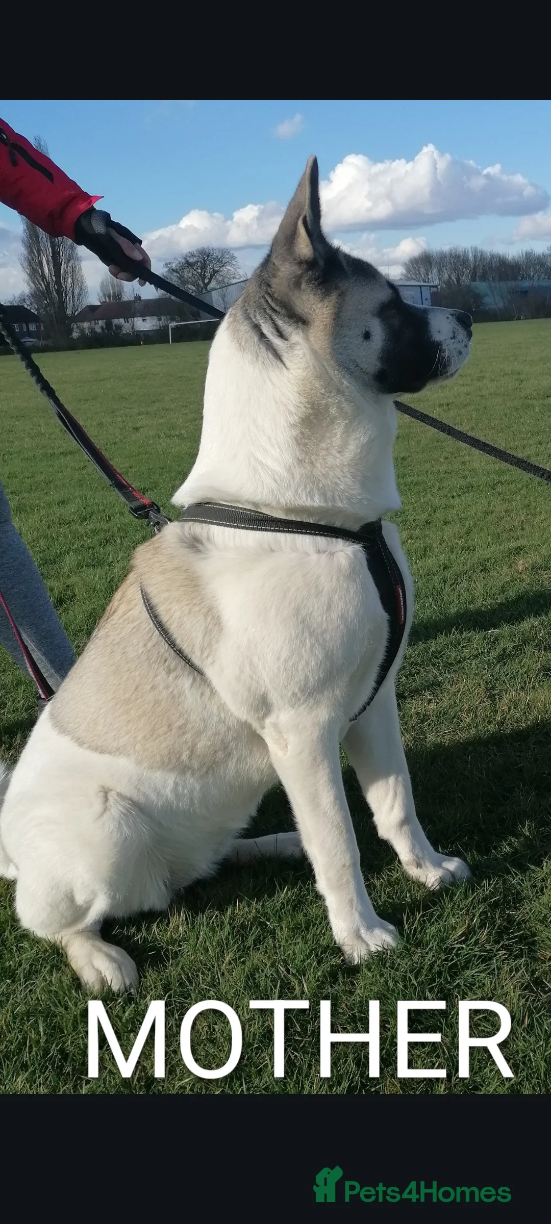 Akita dogs for sale: Sweet Male Puppy Looking for a Living Home - Advert 3