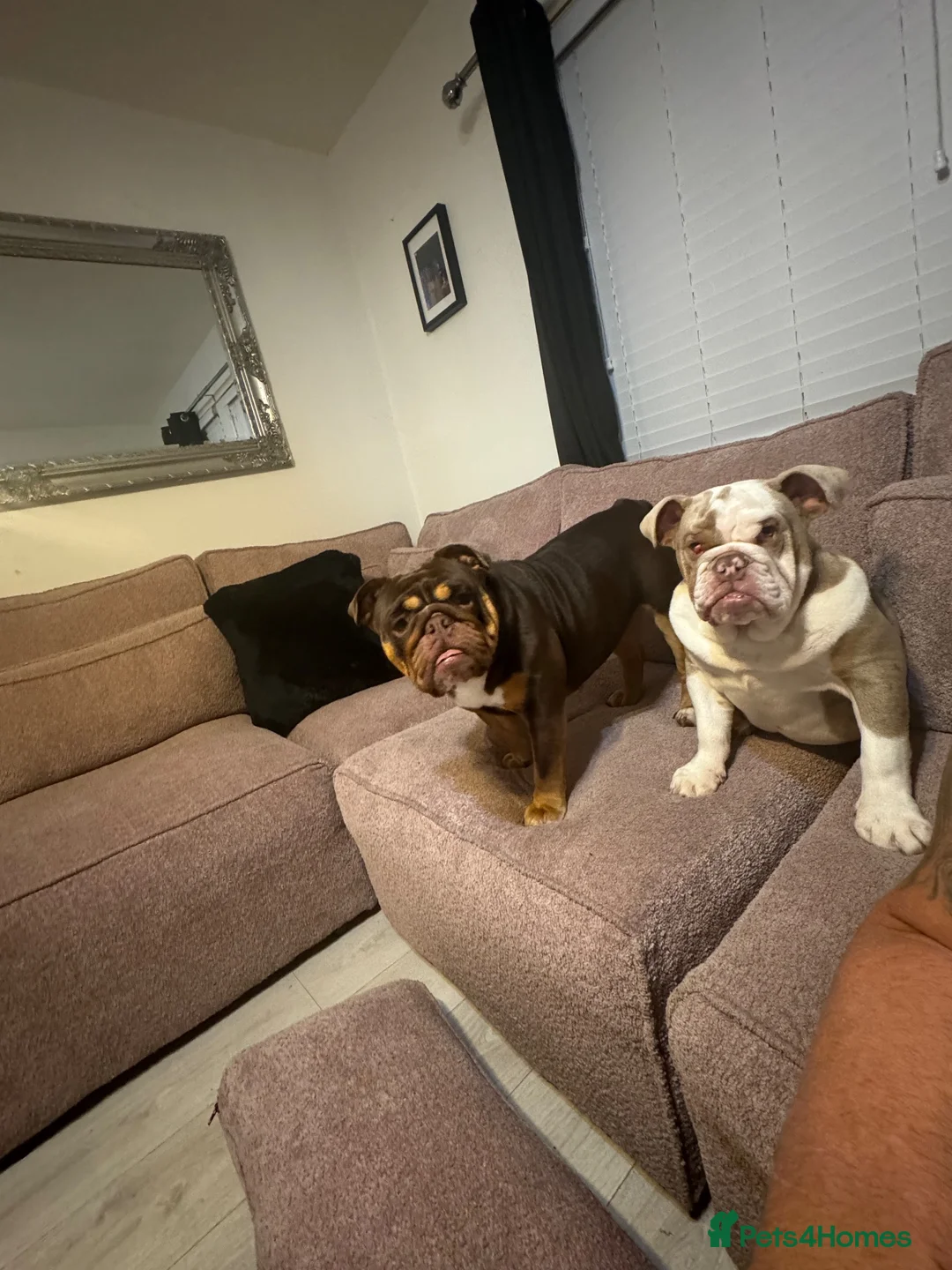 English Bulldog dogs for sale: English Bulldog pups  in Manchester - Advert 1