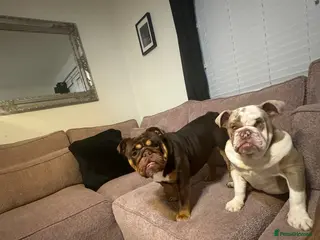 English Bulldog dogs English Bulldog pups - Advert 5