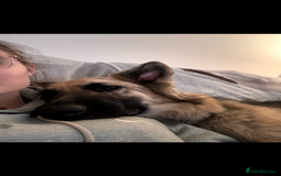 German Shepherd dogs for sale: URGENT home needed for my dogs - Image 19