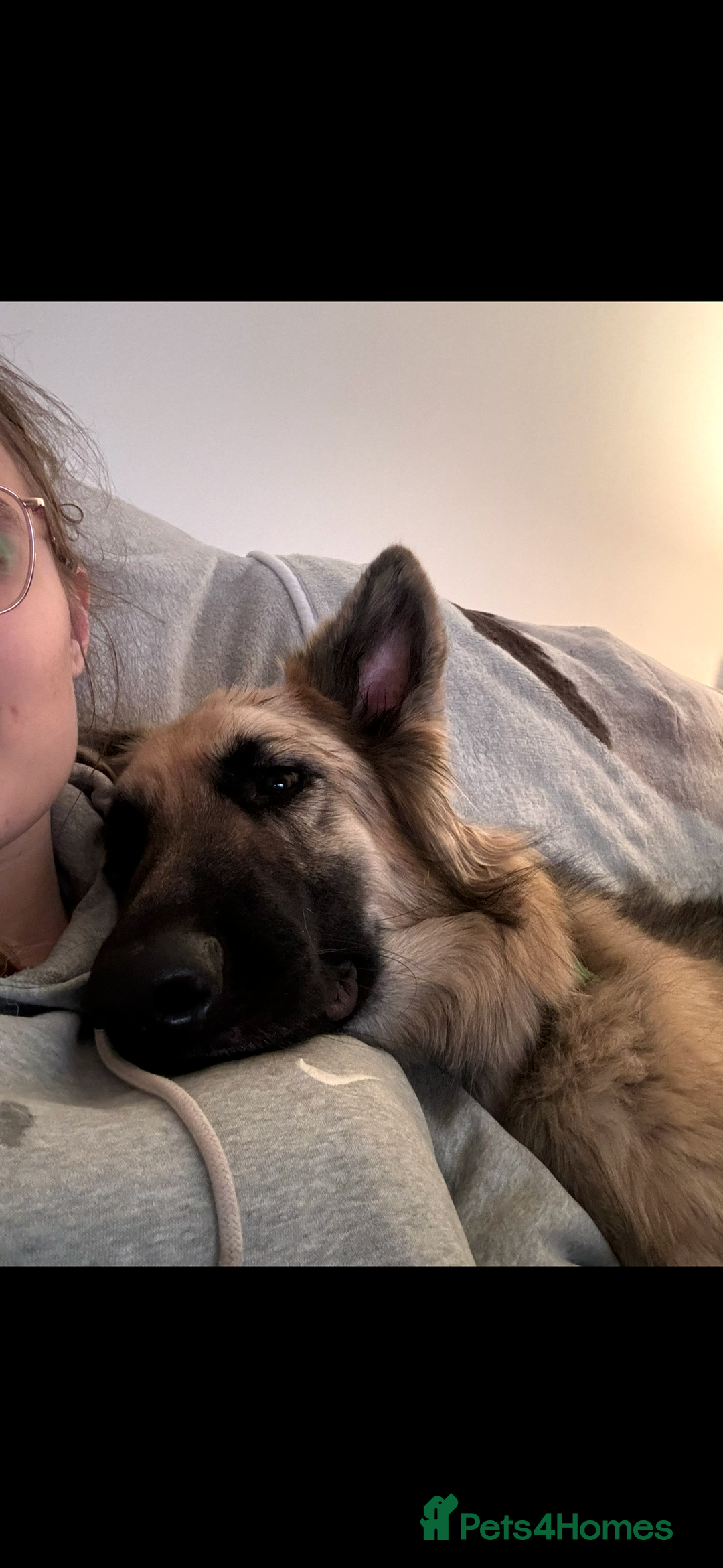 German Shepherd dogs for sale: URGENT home needed for my dogs - Image 19