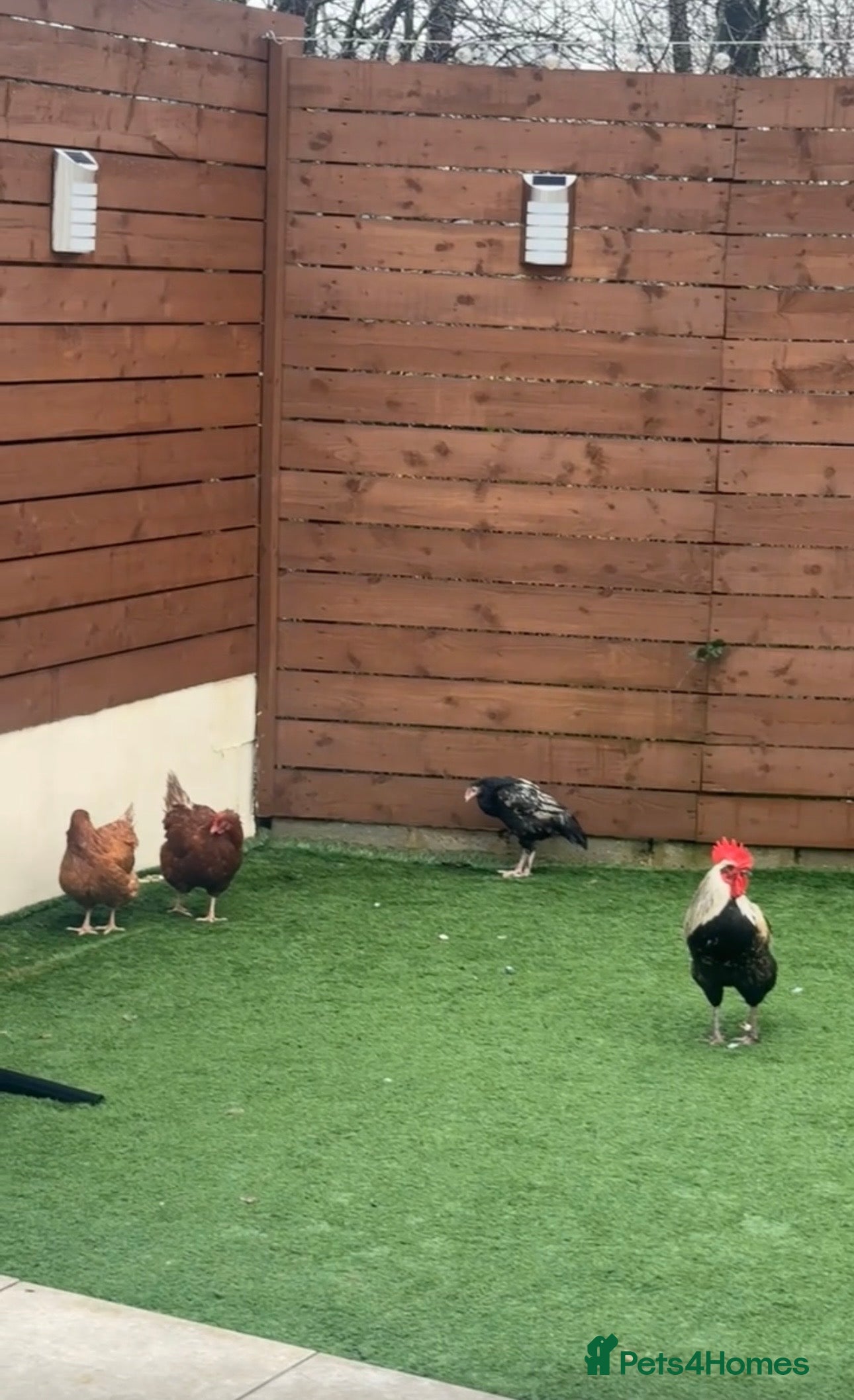 Chickens poultry Chickens, Coop & Run – Full Setup for sale - Advert 13