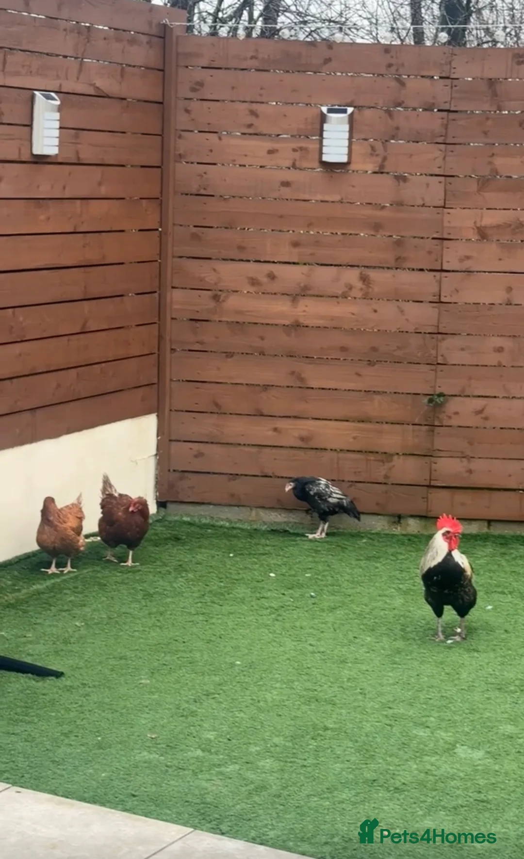 Chickens poultry for sale: Chickens, Coop & Run – Full Setup for sale - Advert 1
