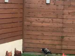 Chickens poultry Chickens, Coop & Run – Full Setup for sale - Advert 13