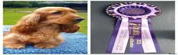 Cocker Spaniel dogs for sale: 3 PURE SHOW BLACK COCKER SPANIEL PUPPIES.  - Advert 3