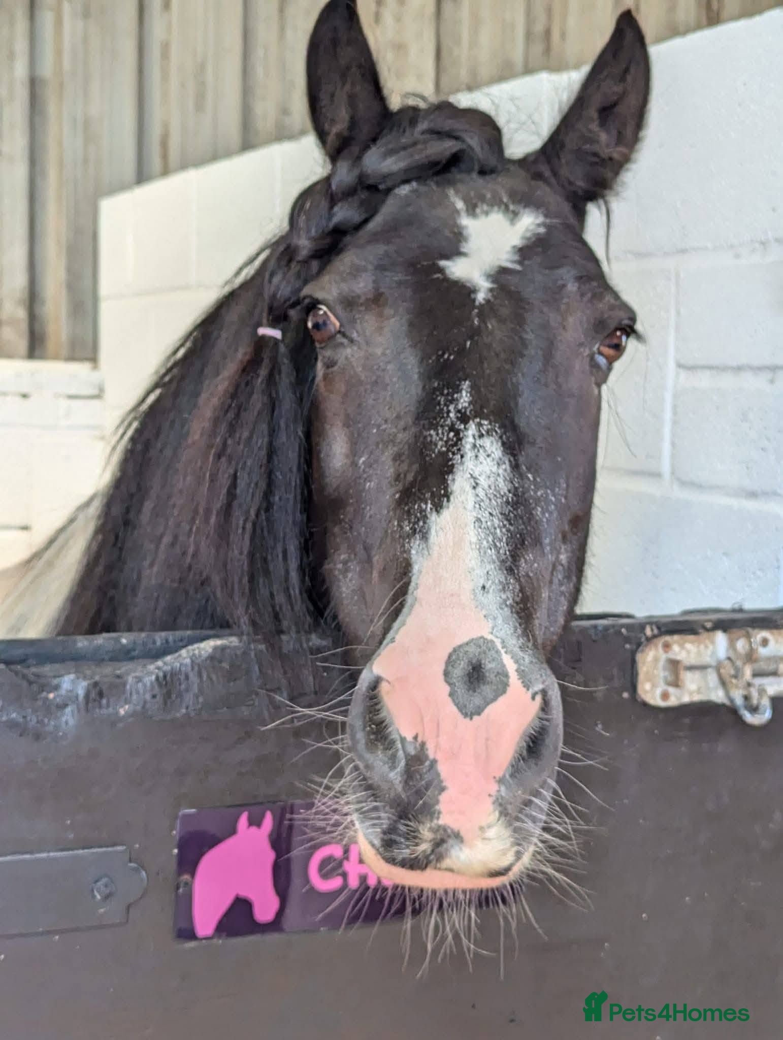 Irish Cob horses Cob and shetland for sale as a pair - Advert 7
