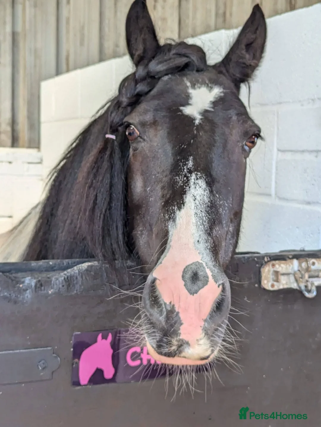 Irish Cob horses for sale: Cob and shetland for sale as a pair - Advert 1