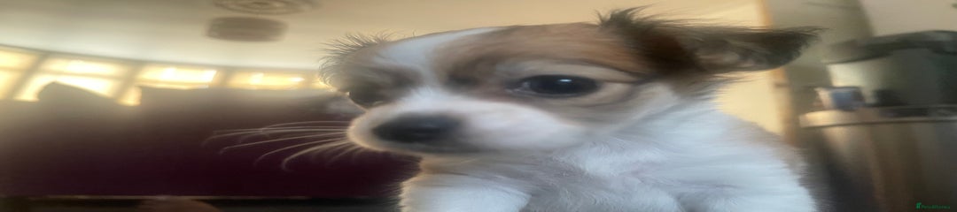 Chihuahua Puppy 1