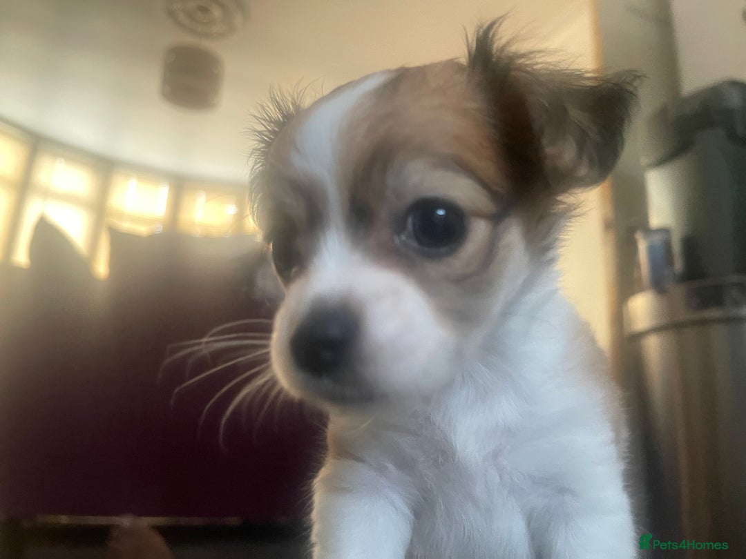 Chihuahua dogs for sale: 2 adorable chihuahua  - Image 3