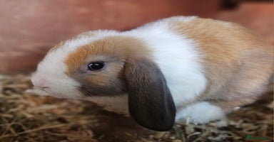 Mini Lop rabbits - Advert 5