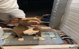 Mixed Breed dogs for sale: Harley  - Image 1