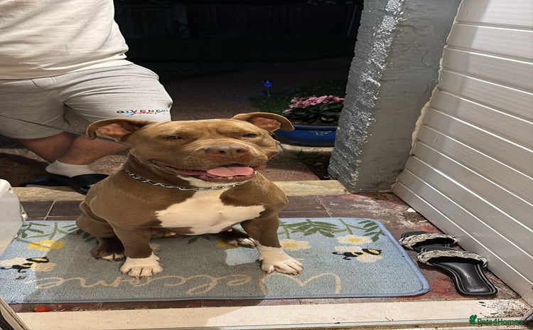 Mixed Breed dogs - Advert 1