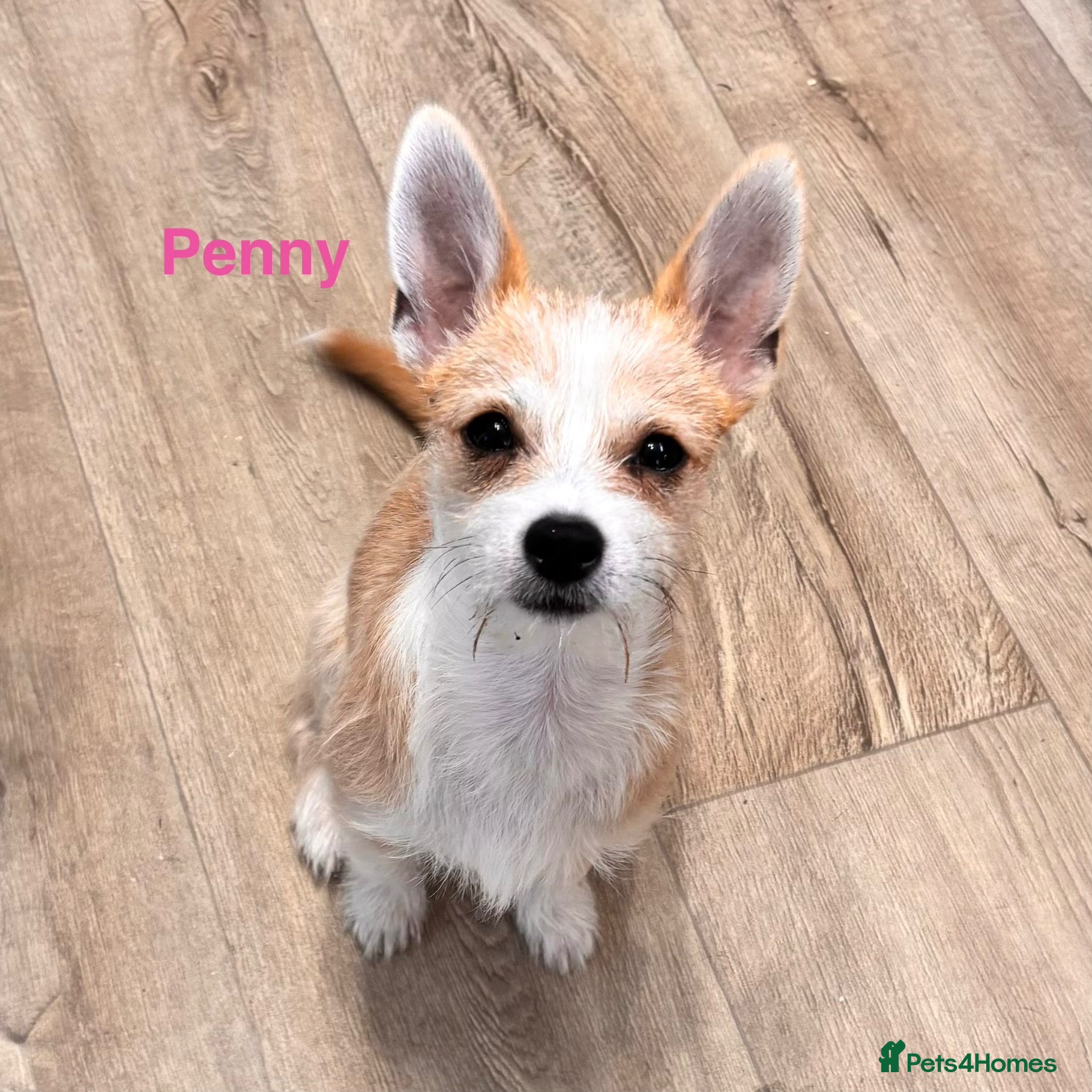 Mixed Breed dogs Petite girl looking for forever home  - Advert 1