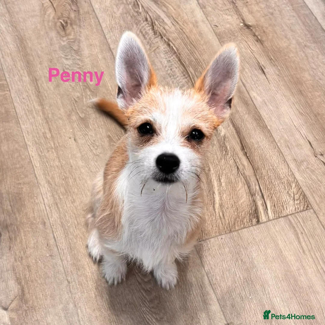 Mixed Breed dogs for sale: Petite girl looking for forever home  in Darlington - Advert 1