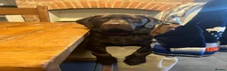 Labrador Retriever dogs for stud: Male Chocolate Labrador for stud  in Norwich - Advert 4