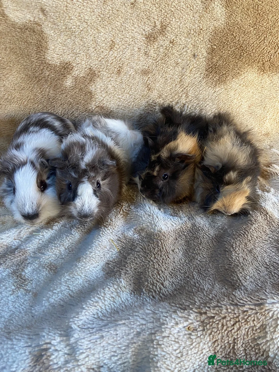 Guinea Pig rodents for sale: Two Pairs Bonded Male Guinea Pigs - Advert 5