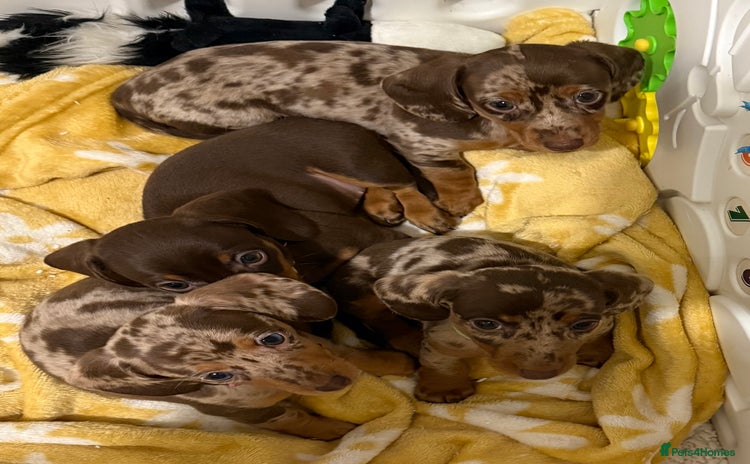 Dachshund dogs - Advert 7