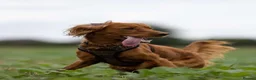 Cockapoo dogs for stud: Cockapoo stud - Advert 7