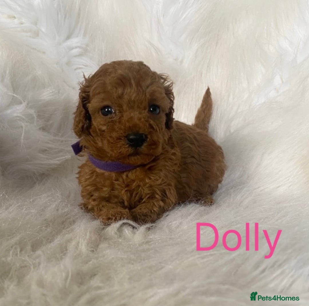 Miniature Poodle dogs for sale: Gorgeous Red Minature Poodles Puppies  - Image 13