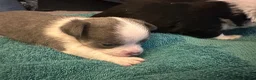 Chihuahua dogs for sale: Chihuahua puppies 2 boys & 1 girl, ready mid sept in Doncaster - Advert 17