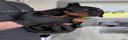 Dachshund dogs for sale: 5 beautiful Dachshund puppies in Leeds - Advert 11
