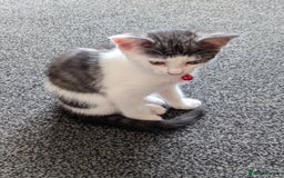 Domestic Shorthair cats for sale: 2 Beautiful Female Kittens Available for Rehoming - Image 5