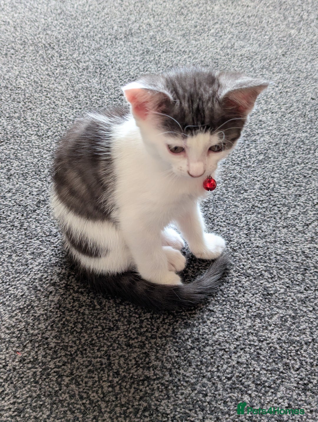 Domestic Shorthair cats for sale: 2 Beautiful Female Kittens Available for Rehoming - Image 5