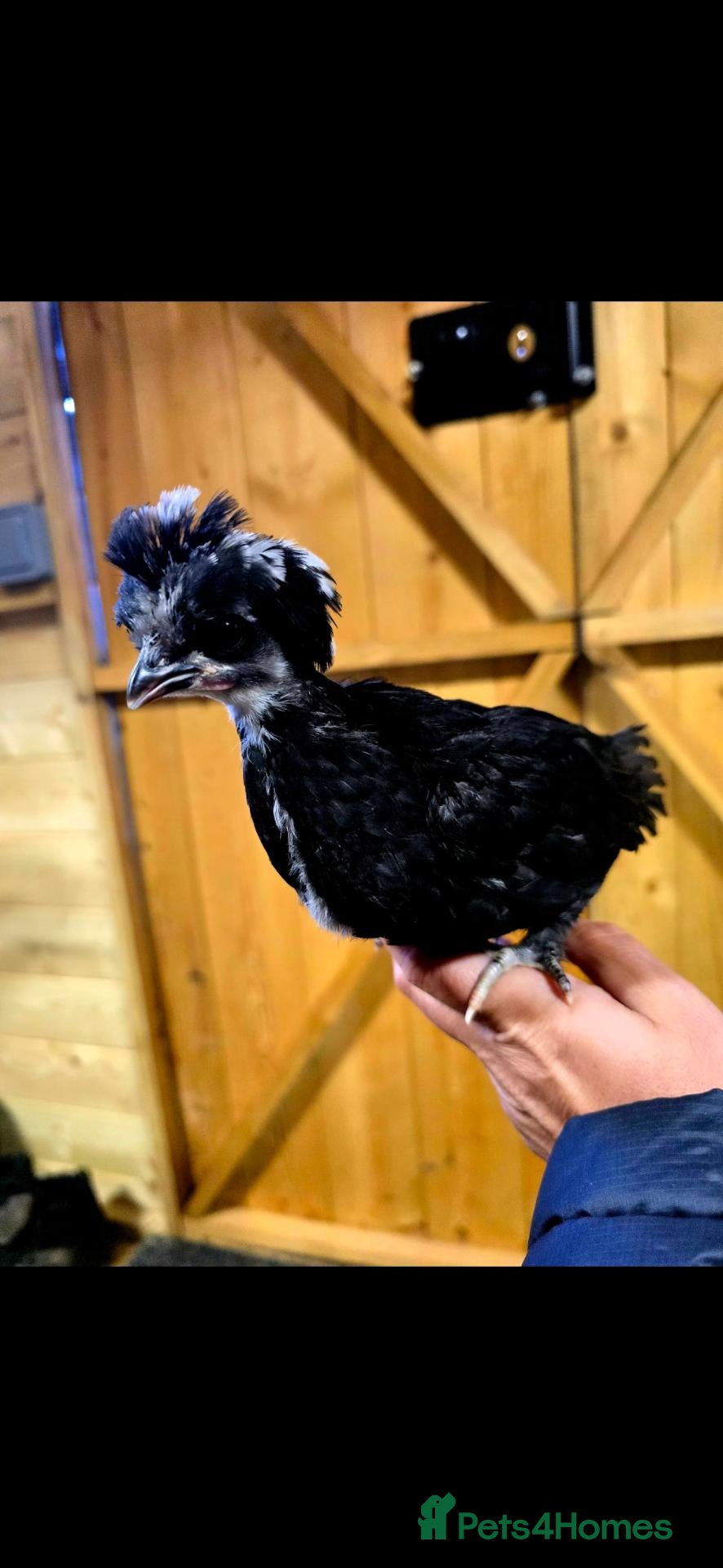 Mixed Breed livestock 4 week old chicks available 10.10.26 - Advert 6