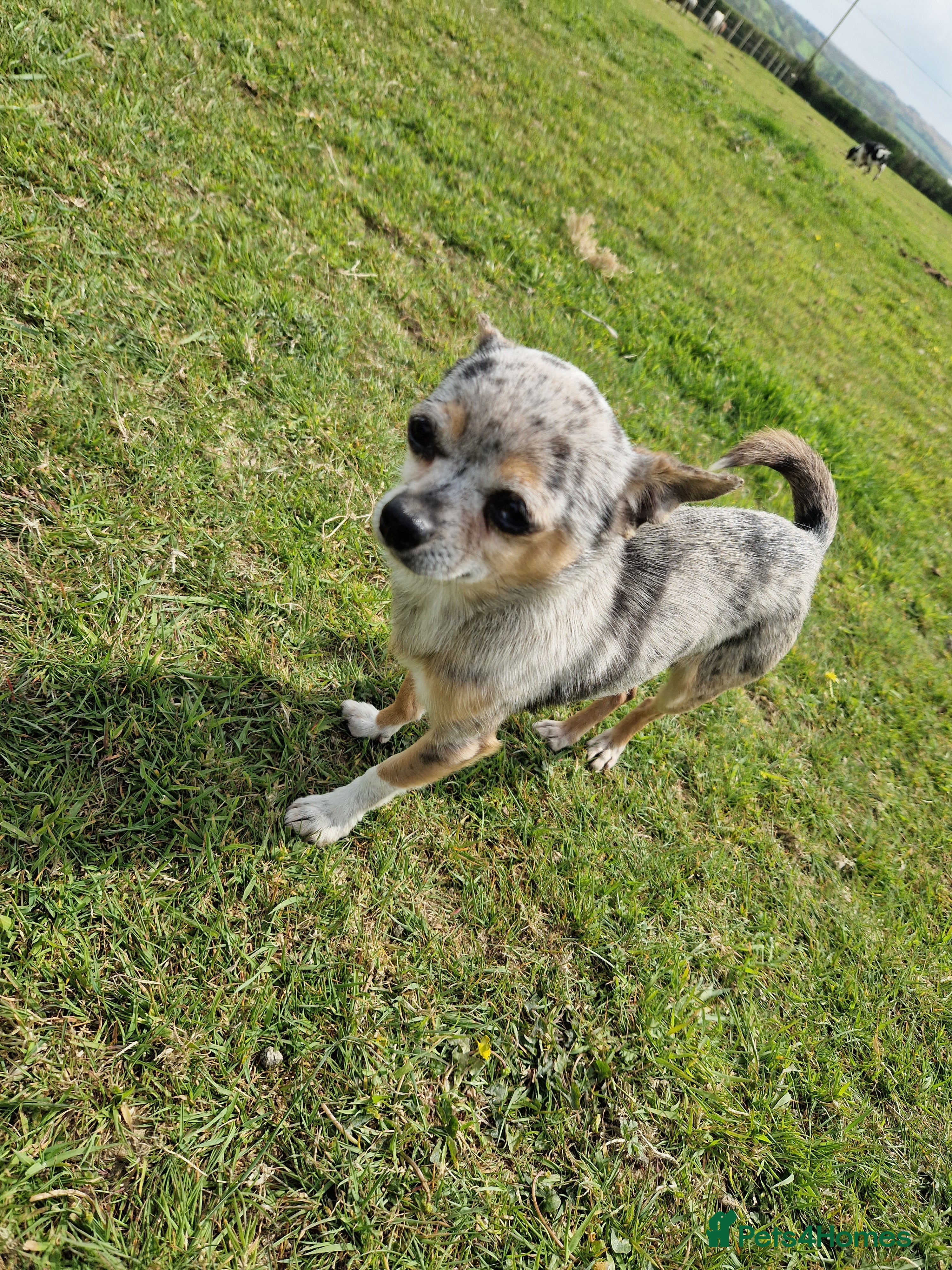 Chihuahua dogs Chihuahua in Launceston - Advert 6