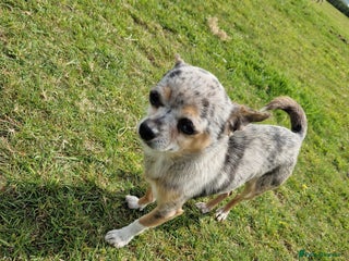 Chihuahua dogs in Launceston - Advert 2