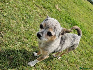 Chihuahua dogs Chihuahua in Launceston - Advert 5