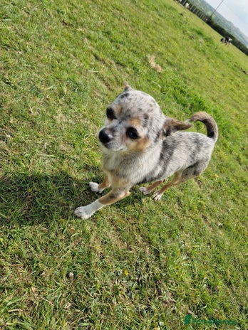 Chihuahua dogs in Launceston - Advert 1