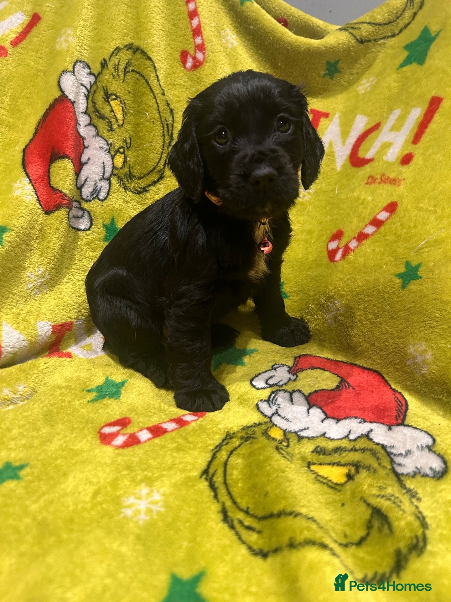 Cocker Spaniel dogs for sale: beautiful cockers looking for forever homes - Advert 13