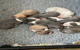 Whippet dogs for sale: Kc reg whippets  - Image 2