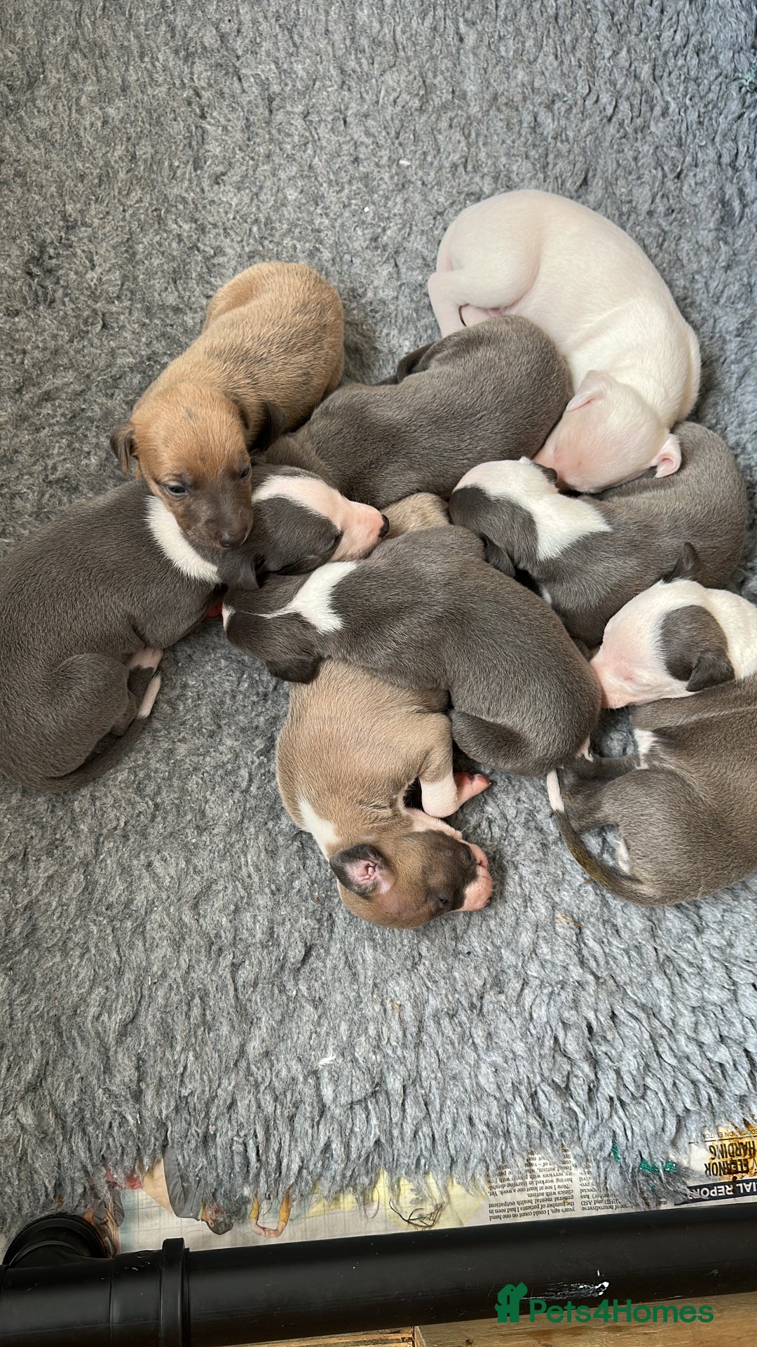Whippet dogs for sale: Kc reg whippets  - Image 2