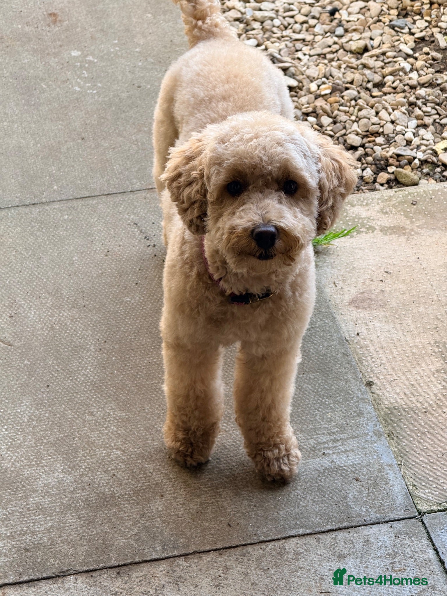 Toy Poodle dogs Toy Poodle looking for a special home  - Advert 8