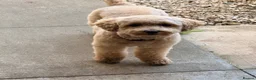 Toy Poodle dogs for sale: Toy Poodle looking for a special home  in Carterton - Advert 1