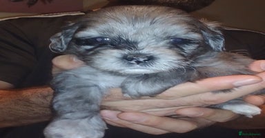 Shihpoo dogs - Advert 8